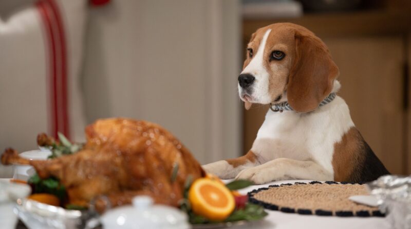 Outback the dog eyes up the Quartermaine turkey with paws on table on General Hospital